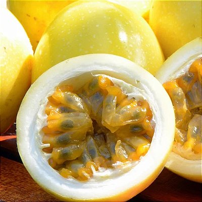 MARACUJÁ AMARELO AZEDO (Passiflora edulis) - Muda com até 40 cm