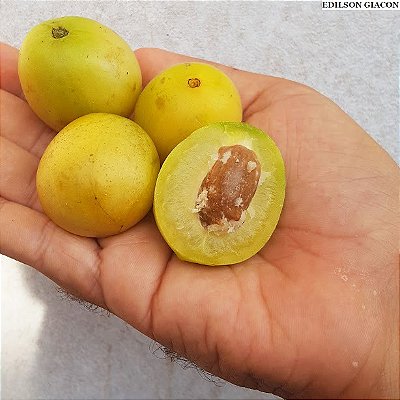 UMBU (Spondias tuberosa) - Muda com até 60 cm