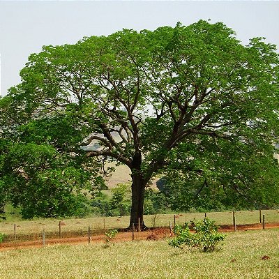 TAMBORIL (Enterolobium contortisiliquum) - Muda com até 1 metro