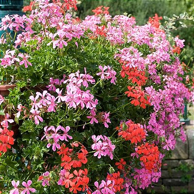 GERÂNIO PENDENTE (Pelargonium peltatum)