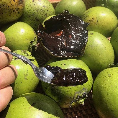 SAPOTA PRETA ALPORQUIA (Diospyros nigra) - Muda com até 1,20m