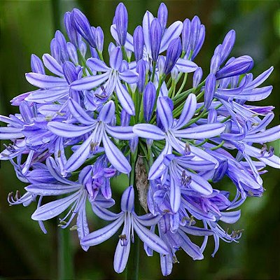 AGAPANTO AZUL (Agapanthus africanus)