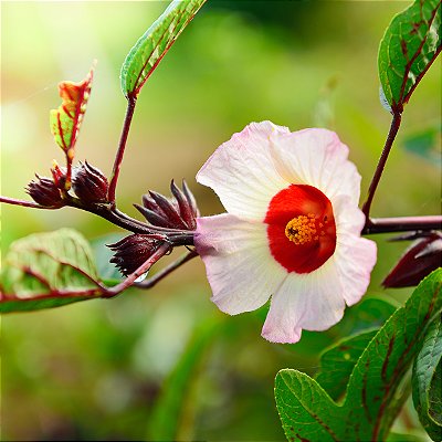 HIBISCO VINAGREIRA (Hibiscus sabdariffa) - Muda com até 70 cm