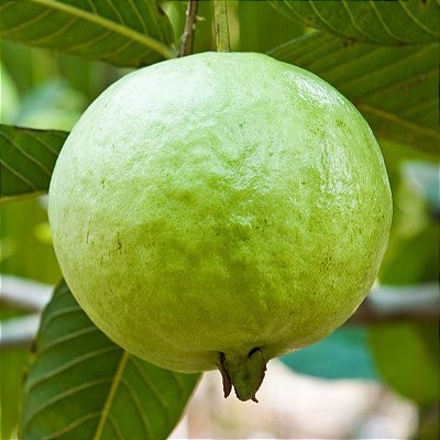 GOIABA GIGANTE TAILANDESA (Psidium guajava) - Muda com até 70 cm