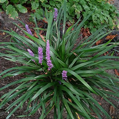 LIRIOPE VERDE (Liriope spicata)
