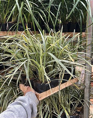 LIRIOPE VARIEGATA (Liriope muscari 'Variegata')