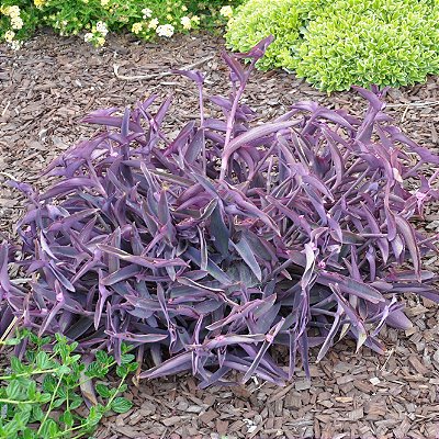 SETECRÉSIA ou TRAPOERABA (Tradescantia pallida var. purpurea)