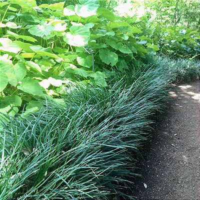 BARBA DE SERPENTE VERDE (Ophiopogon verde)