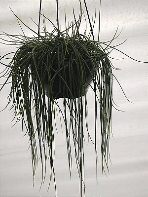 CACTO MACARRÃO (Rhipsalis baccifera) - Cuia 21
