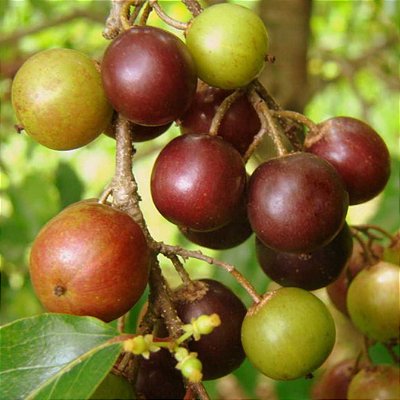 AMEIXA DA ÍNDIA (Flacourtia jangomas) - Muda com até 1 metro
