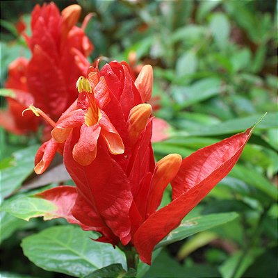 RUÉLIA VERMELHA (Ruellia chartacea) - Muda com até 80 cm