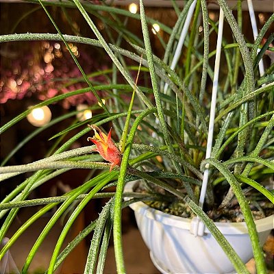 BROMÉLIA PENDENTE (Acanthostachys strobilacea) - C21