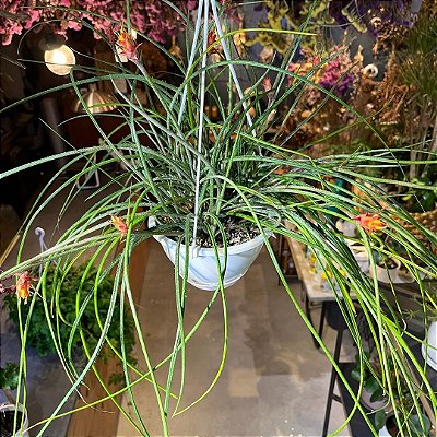 BROMÉLIA PENDENTE (Acanthostachys strobilacea) - Cuia 21