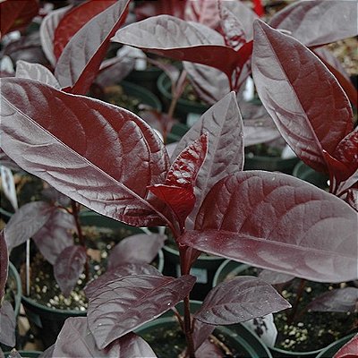 ARBUSTO RUBRO (Pseuderanthemum rubrum) - Muda com até 60 cm