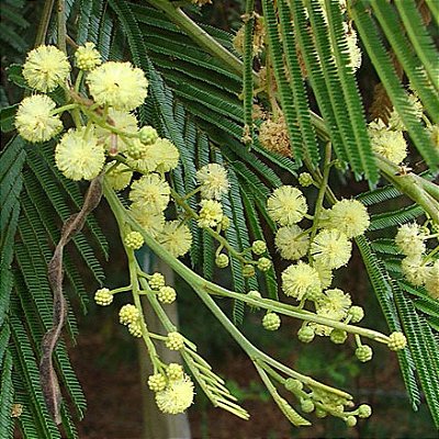 ANGICO BRANCO (Anadenanthera colubrina) - Muda com até 70 cm