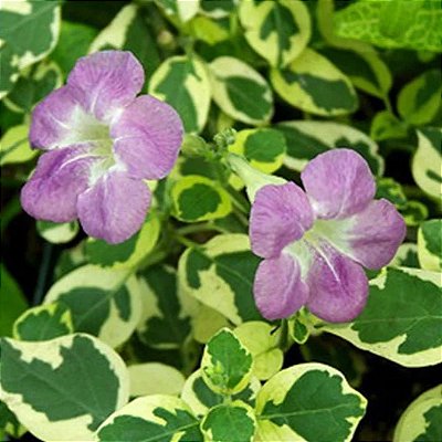 ASSISTÁCIA VARIEGATA (Asystasia gangetica var. 'Variegata')