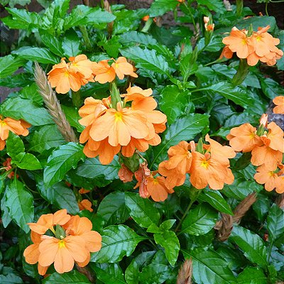 CROSSANDRA (Crossandra infundibuliformis)