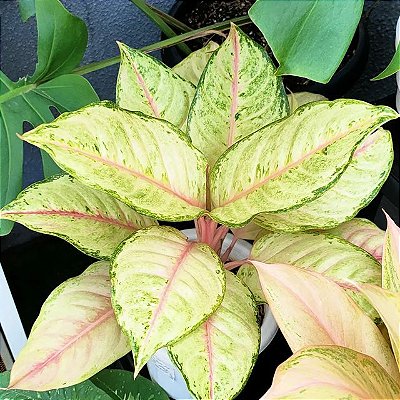 Aglaonema 'Frozen' (Aglaonema sp.) - P12