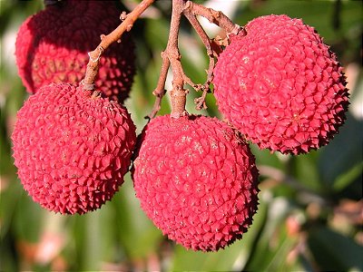 LICHIA KAWAII PINK (Litchi chinensis) - Muda de Alporquia com até 1 metro