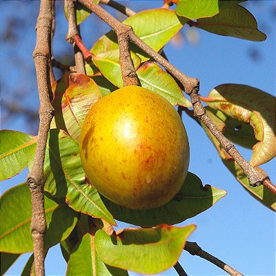 MANGABA (Hancornia speciosa) - Muda com até 80 cm