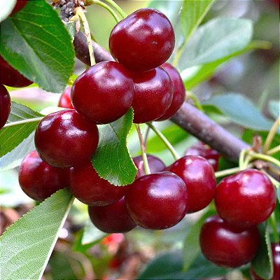 CEREJA EUROPÉIA (Prunus avium) - Muda com até 1 metro