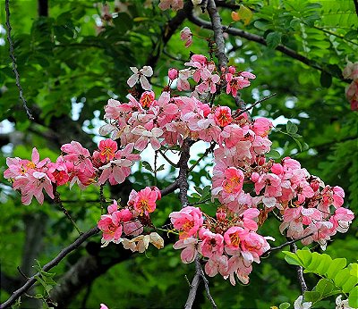 CÁSSIA ROSA (Cassia grandis) - Muda com até 70 cm