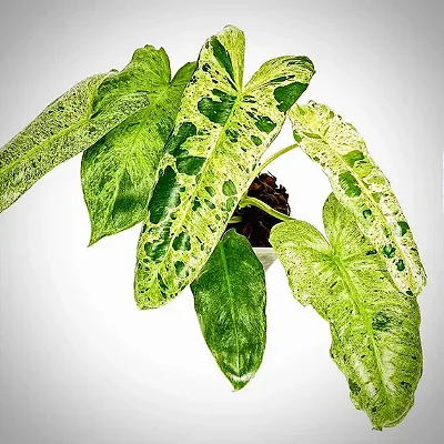 FILODENDRO PARAÍSO VERDE (Philodendron 'Paraiso Verde') – Pote 17, 40 a 50 cm