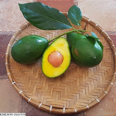 ABACATE GEADA (Persea americana) - Muda enxertada com até 70 cm