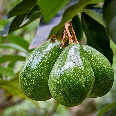 ABACATE MANTEIGA (Persea americana) - Muda enxertada com até 70 cm