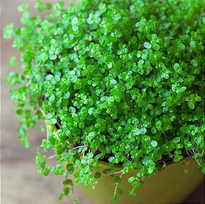 BARBA DE MOISÉS (Soleirolia Soleirolii) - C13