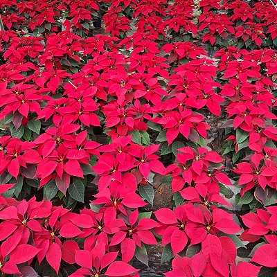 POINSÉTIA ou BICO DE PAPAGAIO (Euphorbia pulcherrima) - P15