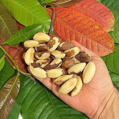 CASTANHA DO PARÁ VERDADEIRA (Bertholletia excelsa) - Muda com até 1,20m