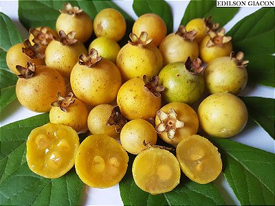 GABIROBA DO CERRADO (Campomanesia adamantium) - Muda com até 40 cm