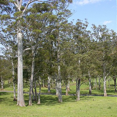 EUCALIPTO SALIGNA (Eucalyptus saligna) - Muda de Tubete