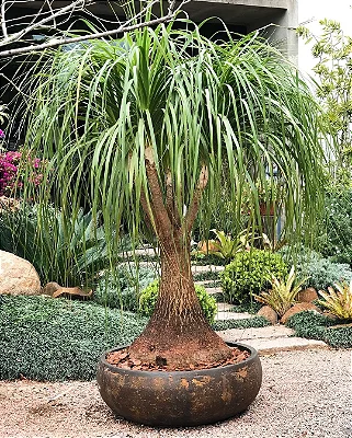 PATA DE ELEFANTE (Beaucarnea recurvata)