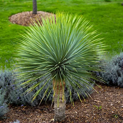 Yucca Rostrata - Muda com 40 cm