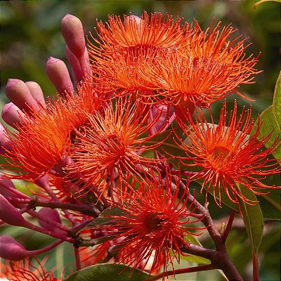 EUCALIPTO DE FLOR VERMELHA (Corymbia ficifolia) - Muda com até 80 cm