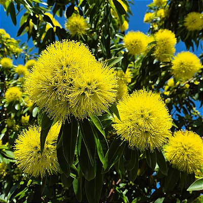 PENDA DOURADA ou XANTOSTEMON (Xanthostemon chrysanthus) - Muda com até 1 metro