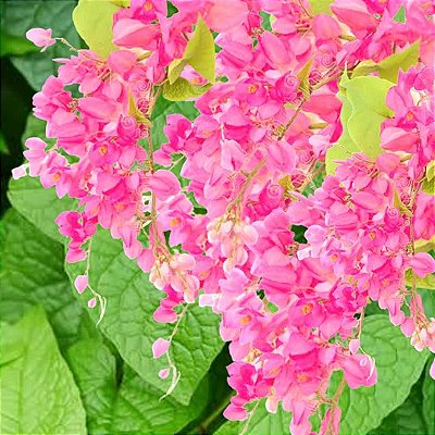 AMOR AGARRADINHO ROSA (Antigonon leptopus) - Muda com até 1 metro