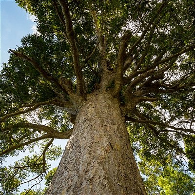 KAURI GIGANTE (Agathis australis) - Muda com até 1 metro