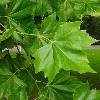 PLÁTANO (Platanus x Hispanica) - Muda com até 80 cm