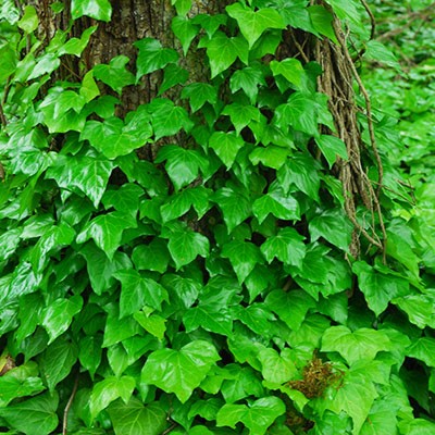 HERA BATATA (Hedera canariensis)