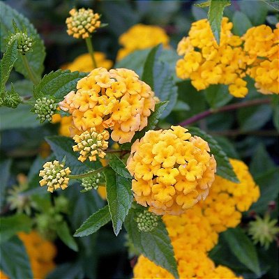 MINI LANTANA AMARELA (Lantana montevidensis)