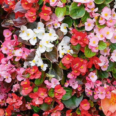 BEGÔNIA (Begonia semperflorens)