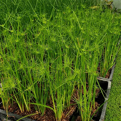 MINI PAPIRUS (Cyperus papyrus ‘Nanus’)