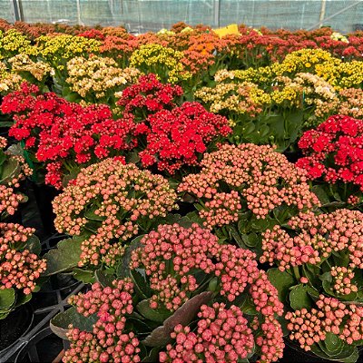 FLOR DA FORTUNA ou CALANDIVA - P11