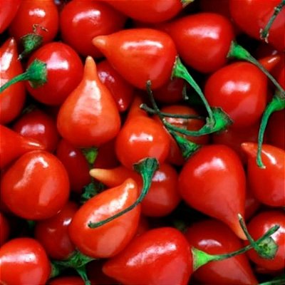 PIMENTA BIQUINHO (Capsicum chinense) - P15