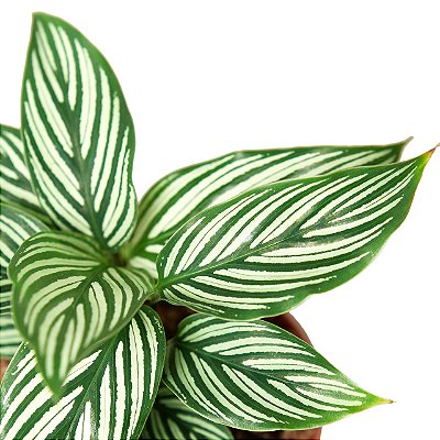Calathea vittata - P12