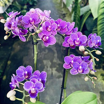 MINI PHALAEONOPSIS - P06