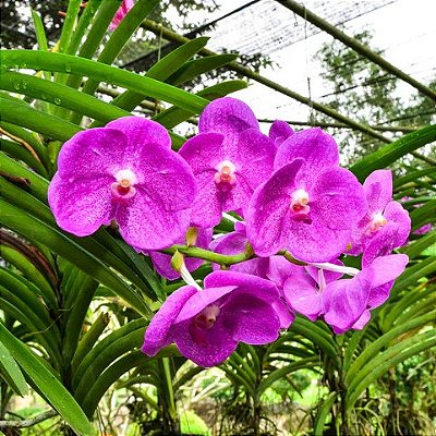 ORQUÍDEA VANDA CORES